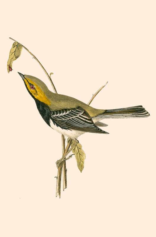 黑喉莺，查尔斯·罗伯特·布里（1811-86）于1867年出版的“不列颠群岛未观察到的欧洲鸟类历史”中的插图 作者 英语学校