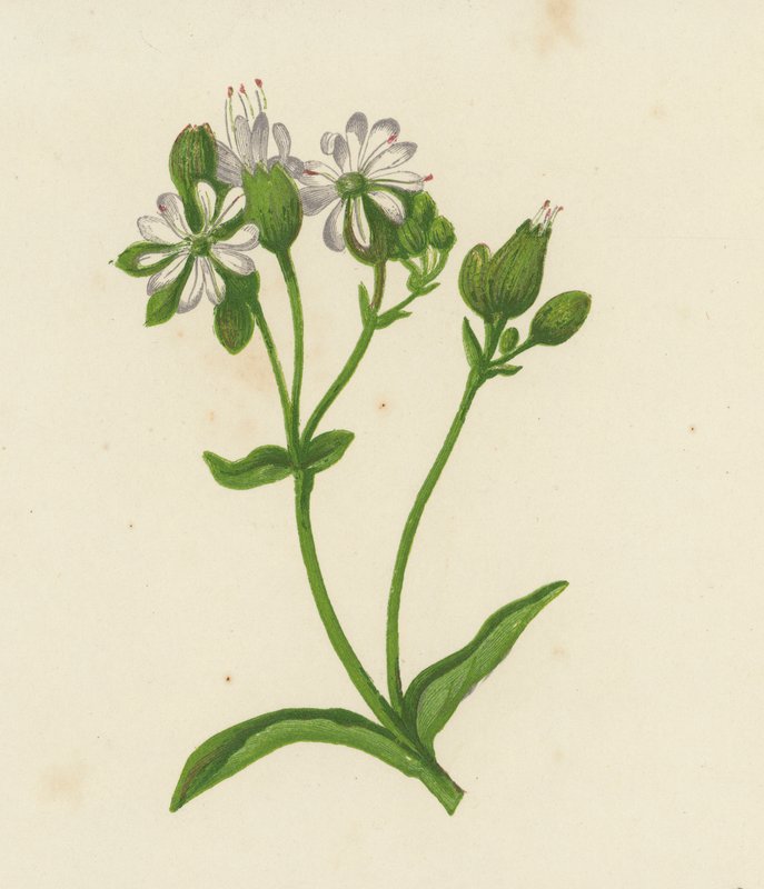 膀胱石竹，或称捕蝇，Silene Inflata（彩色平板）。 作者 英语学校