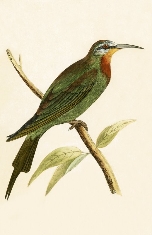 Blue Cheeked Bee Eater，来自&39;不列颠群岛未观察到的欧洲鸟类历史&39;的插图作者：Charles Robert Bree（1811-86），1867年出版 作者 英语学校