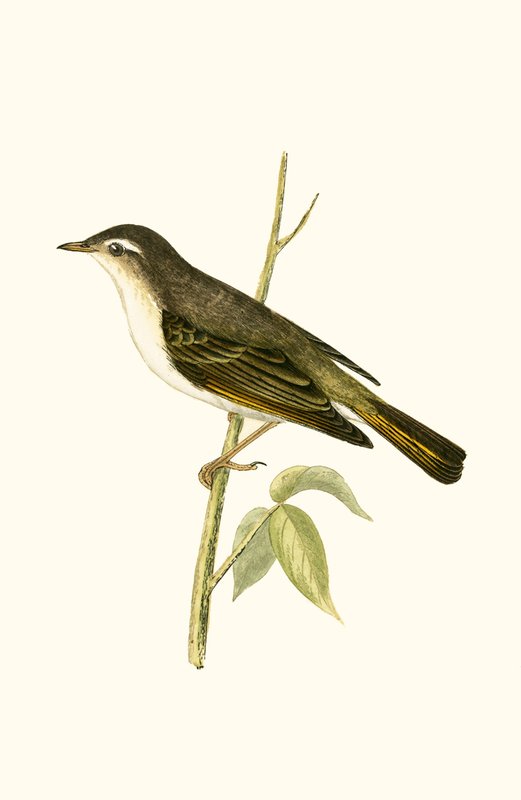 Bonelli&39;s Warbler，来自查尔斯·罗伯特·布里（1811-86）的“不列颠群岛未观察到的欧洲鸟类历史”，1867年出版（彩色光刻） 作者 英语学校