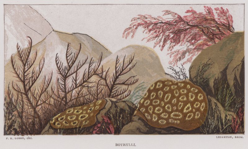 Botrylli（彩色平版印刷） 作者 英语学校