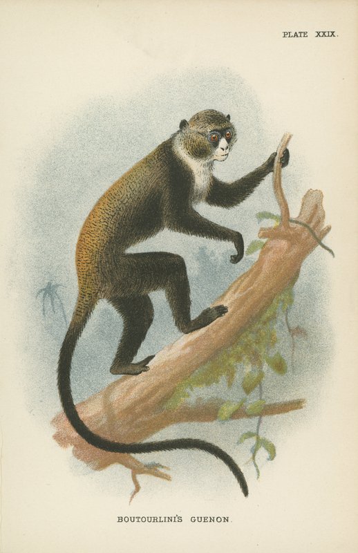 Boutourlinis Guenon 作者 英语学校
