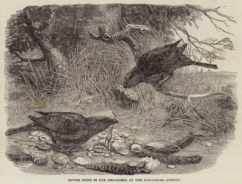 Bower Birds in the Menagerie of the Zoological Society (engraving) 作者 英语学校