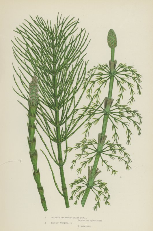 枝状木质马尾，钝顶马尾（彩色印刷品） 作者 英语学校