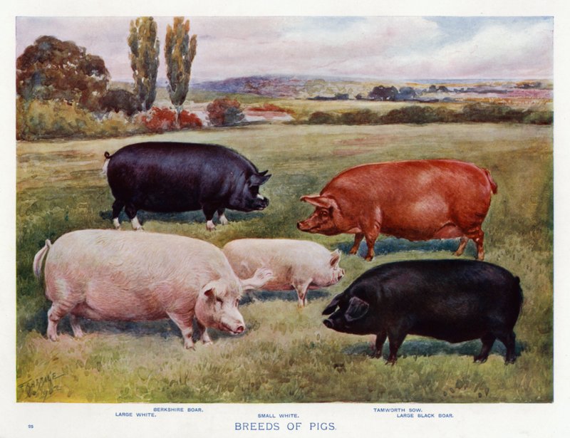 Breeds of Pigs (colour litho) 作者 英语学校