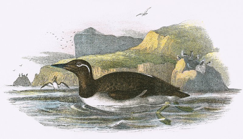 Bridled Guillemot 作者 英语学校