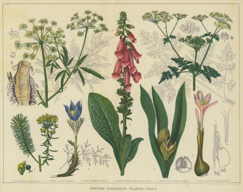 英国有毒植物（彩色平版） 作者 英语学校