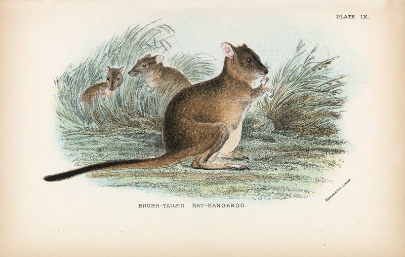 Brush-Tailed Rat-Kangaroo 作者 英语学校