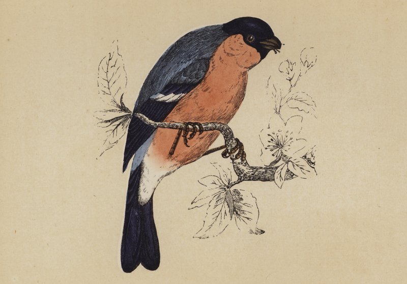 Bullfinch (colour litho) 作者 英语学校