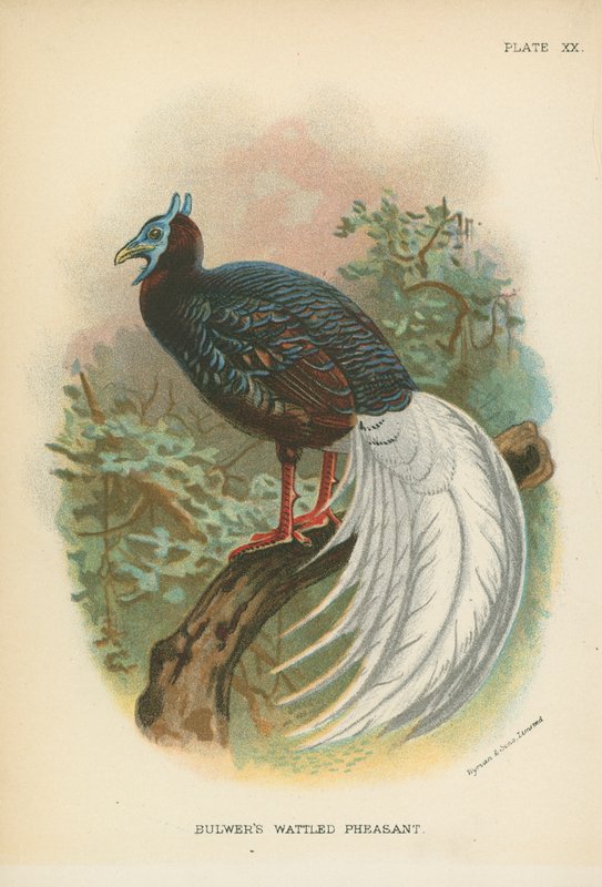 Bulwer的Wattled Pheasant 作者 英语学校