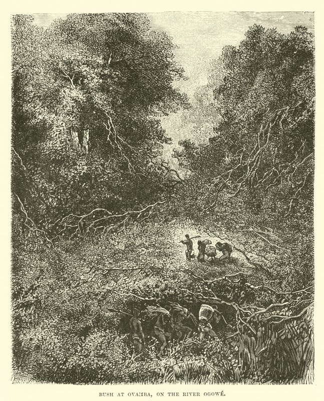 布什在Ovamba，Ogowe河上 作者 英语学校