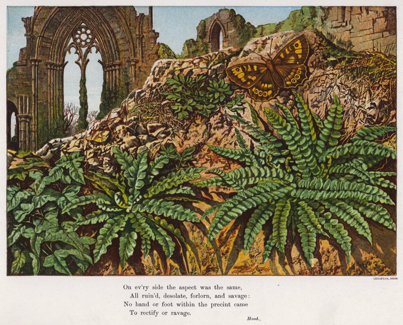 Butterfly and ferns amidst the ruins of an abbey (coloured engraving) 作者 英语学校