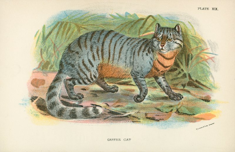 Caffre Cat 作者 英语学校