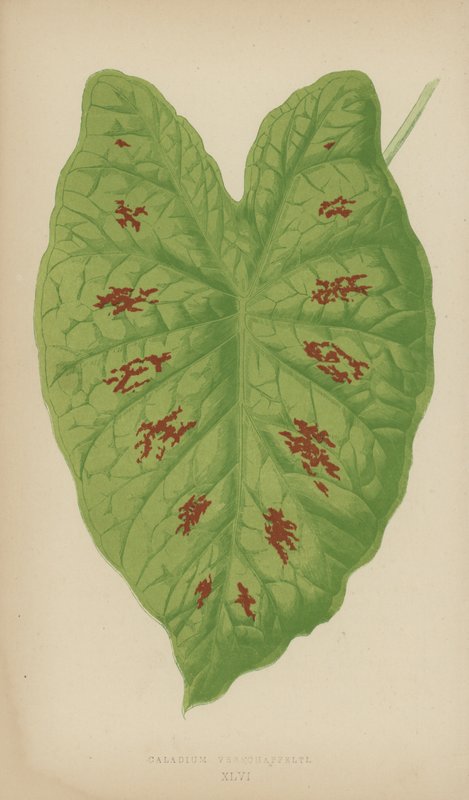 Caladium Verschaffelti 作者 英语学校