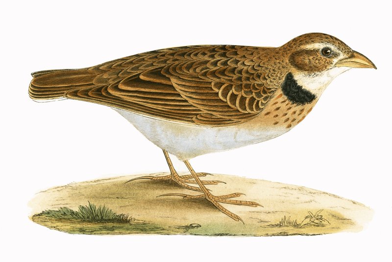 Calandra Lark，来自“不列颠群岛未观察到的欧洲鸟类历史”的插图作者：Charles Robert Bree（1811-86），1867年出版 作者 英语学校