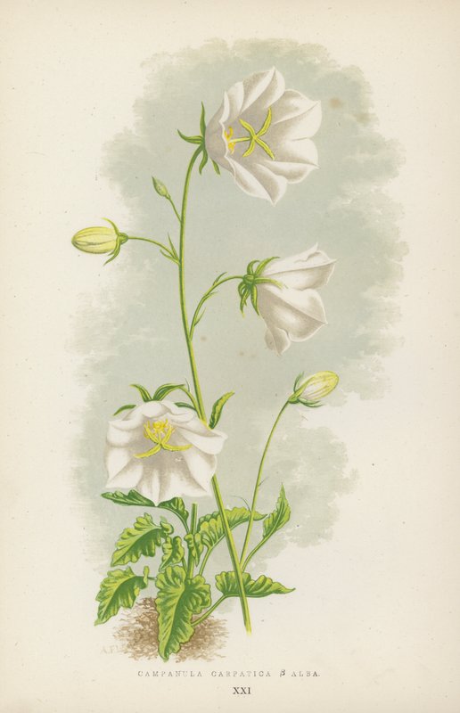 Campanula Carpatica B Alba（彩色石版画） 作者 英语学校