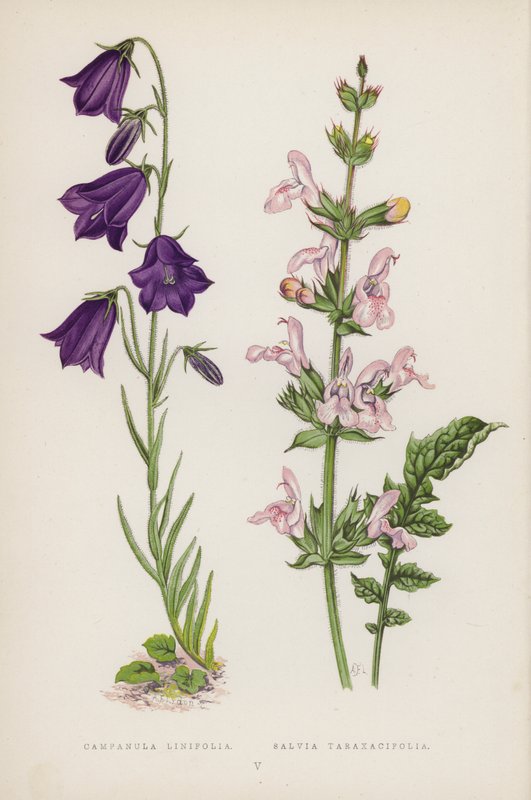 风铃草； Salvia Taraxacifolia（彩色石版画） 作者 英语学校