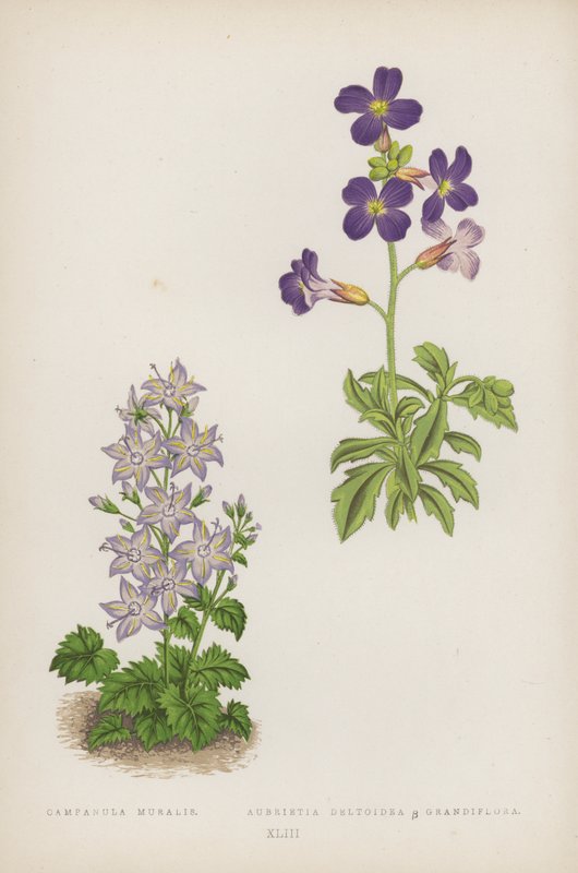 风铃草； Aubrietia Deltoidea B Grandiflora（彩色光刻） 作者 英语学校
