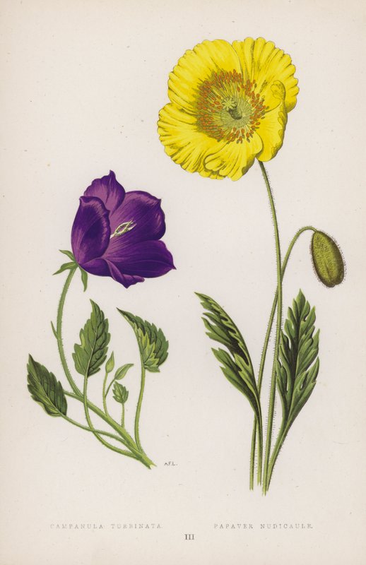 风铃草； Poppy Nudicaule（彩色石版画） 作者 英语学校