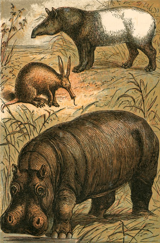 Cape Anteater，Malay Tapir和Hippopotamus 作者 英语学校