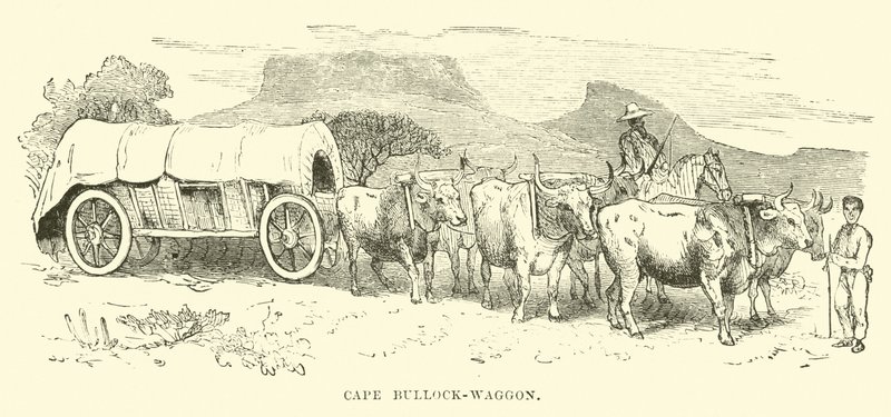 Cape Bullock-waggon 作者 英语学校