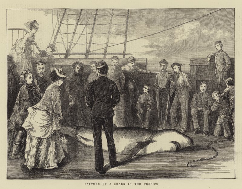 Capture of a Shark in the Tropics (engraving) 作者 英语学校