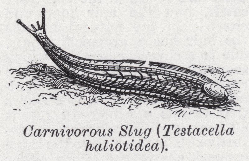 食肉蛞蝓，Testacella haliotidea (litho) 作者 英语学校