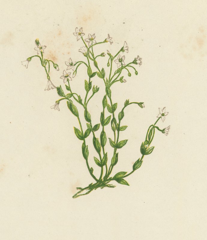 阴纹亚麻，Linum Catharticum（彩色石版画） 作者 英语学校