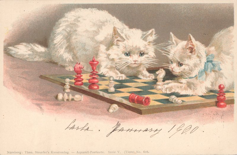 下棋的猫 作者 英语学校