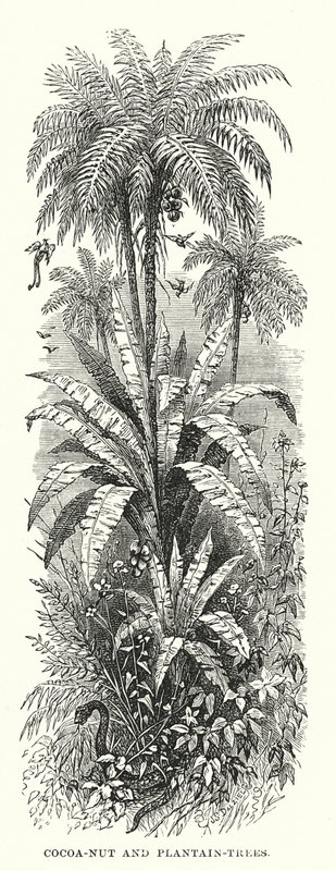 中美洲：可可果树和芭蕉树（雕刻） 作者 英语学校