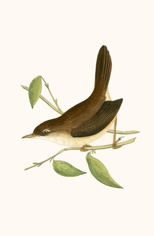 Cetti&39;s Warbler，来自“不列颠群岛未观察到的欧洲鸟类历史”的插图作者：查尔斯·罗伯特·布里（1811-86），1867年出版 作者 英语学校