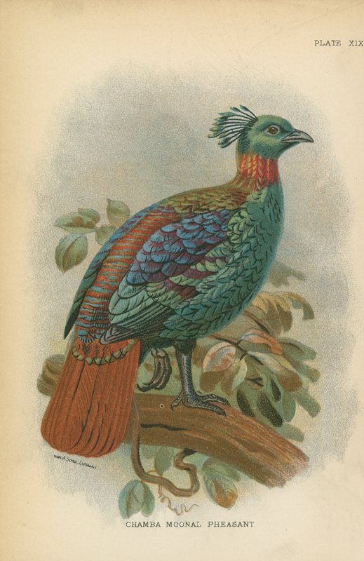 Chamba Moonal Pheasant 作者 英语学校