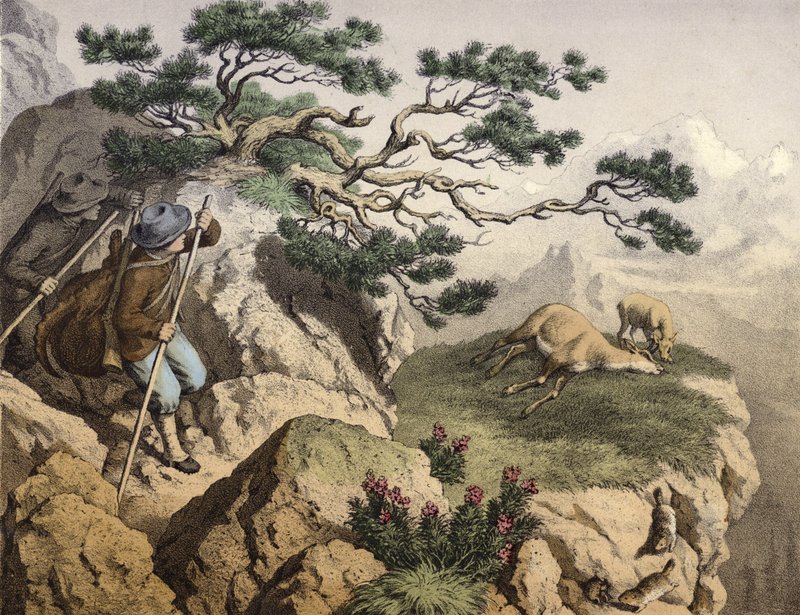 阿尔卑斯山的羚羊猎人，一只携带一只野山羊，一只躺着死的羚羊，靠近它的一只小鹿，在前景中有些土拨鼠 作者 英语学校