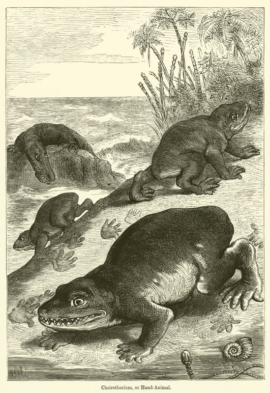 Cheirotherium, or Hand-Animal (雕刻) 作者 英语学校
