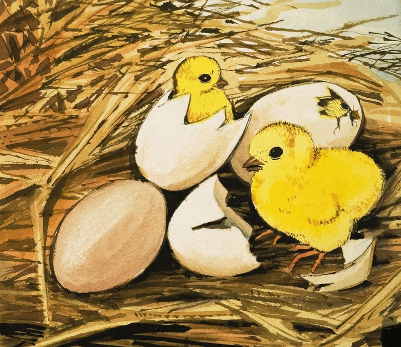 小鸡孵化 作者 英语学校