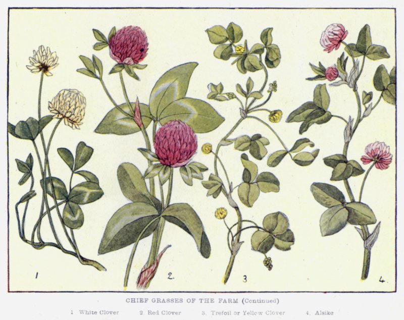 农场的主要牧草（彩色石版画） 作者 英语学校