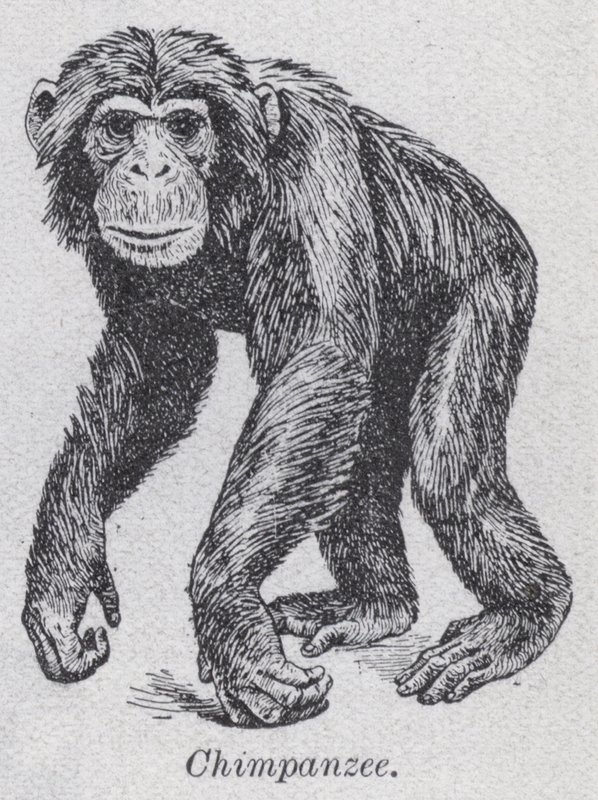 黑猩猩（石版画） 作者 英语学校