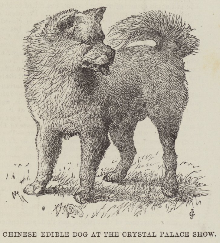 水晶宫展上的中国食用犬（版画） 作者 英语学校