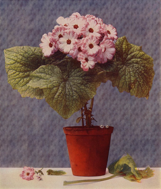 Cineraria (photoengraving) 作者 英语学校