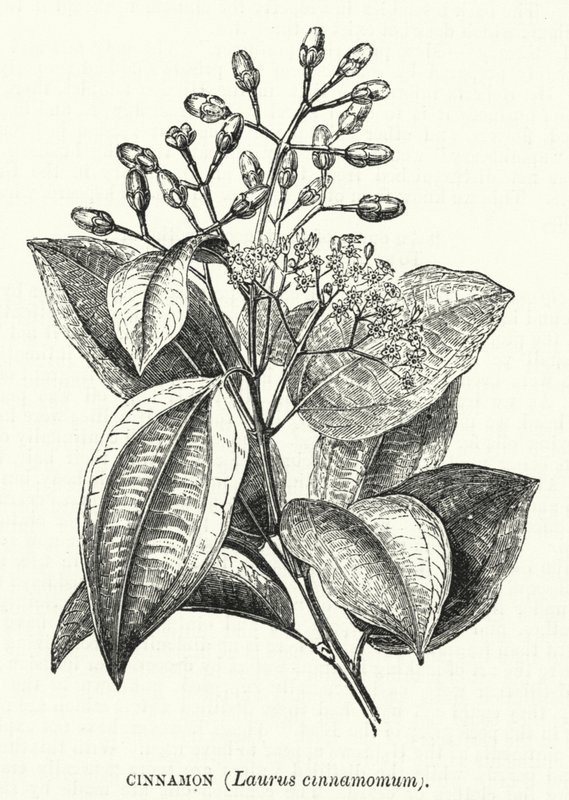 肉桂，Laurus cinnamomum（雕刻）。 作者 英语学校