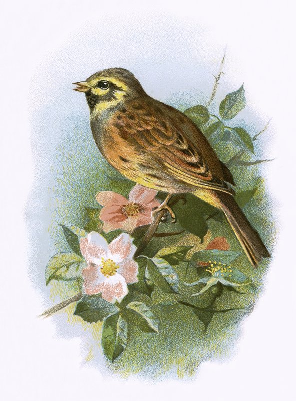 Cirl Bunting 作者 英语学校