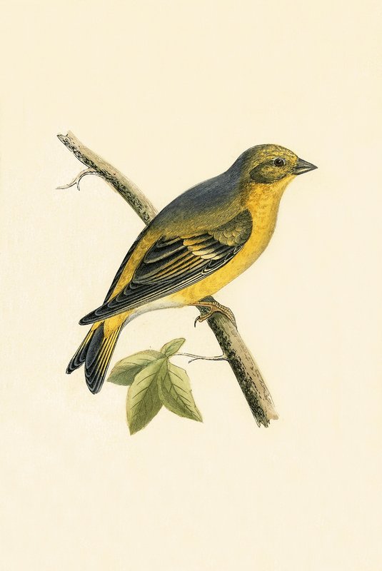Citril Finch，查尔斯·罗伯特·布里（1811-86）于1867年出版的“不列颠群岛未观察到的欧洲鸟类历史”中的插图 作者 英语学校