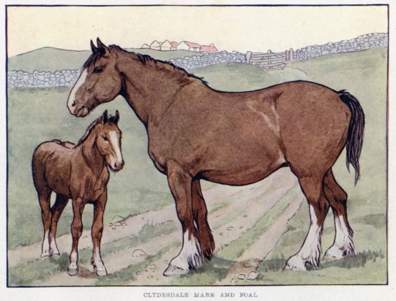 Clydesdale Mare和Foal 作者 英语学校