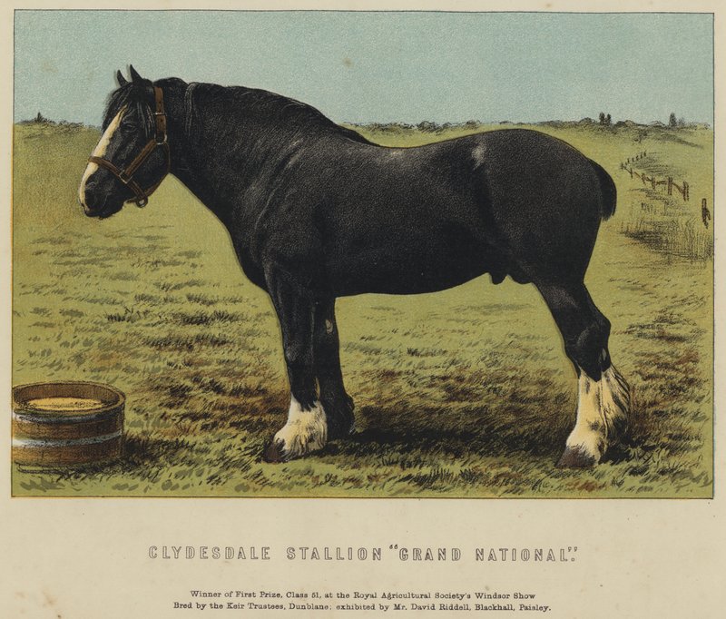 克莱德斯代尔种马 "Grand National"（彩色平版印刷）。 作者 英语学校