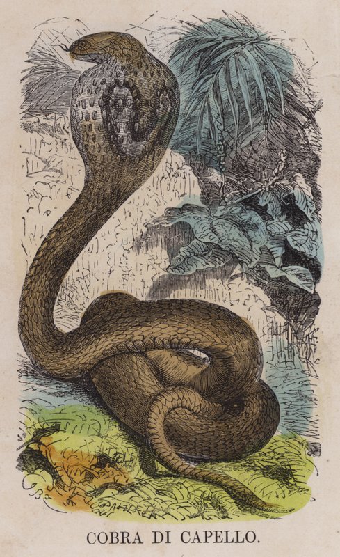 Cobra Di Capello (coloured engraving) 作者 英语学校