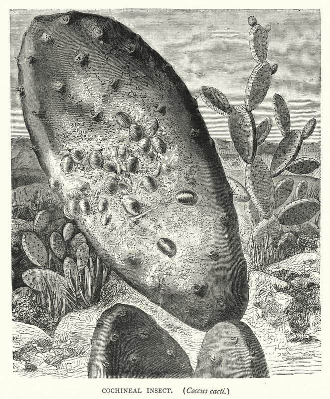 Cochineal Insect, Coccus cacti（雕刻）。 作者 英语学校