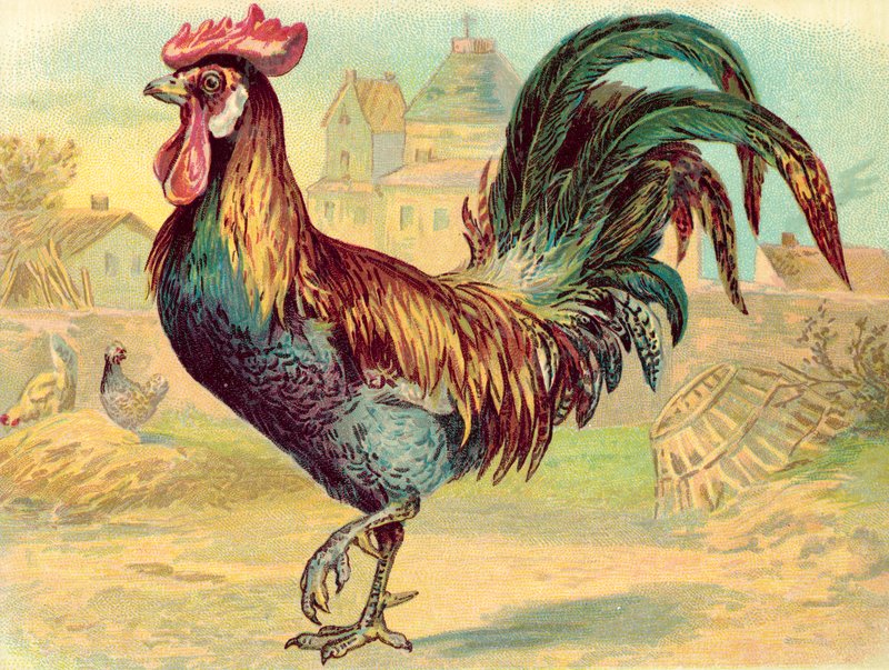 Cockerell (chromolitho) 作者 英语学校
