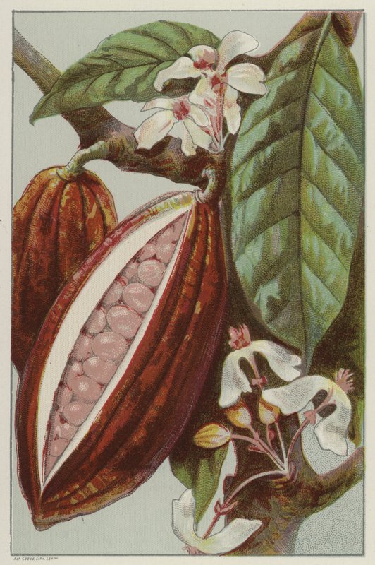 可可的花朵和豆荚，显示豆荚内部（chromolitho） 作者 英语学校