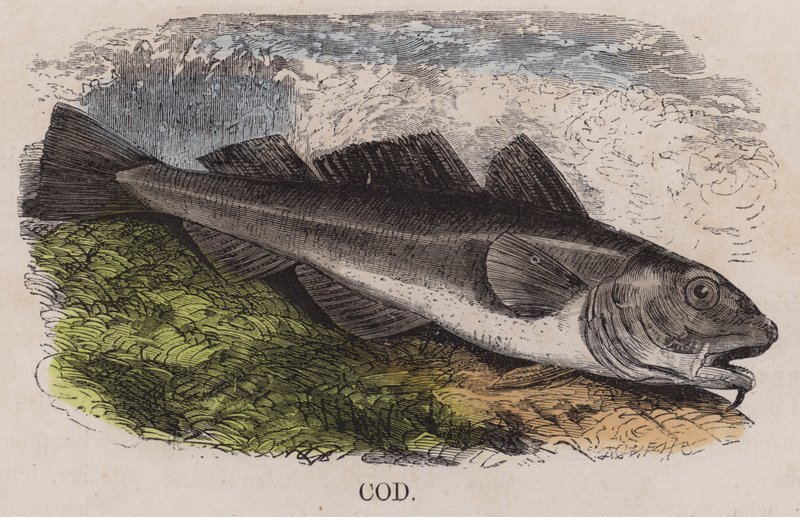 Cod (coloured engraving) 作者 英语学校