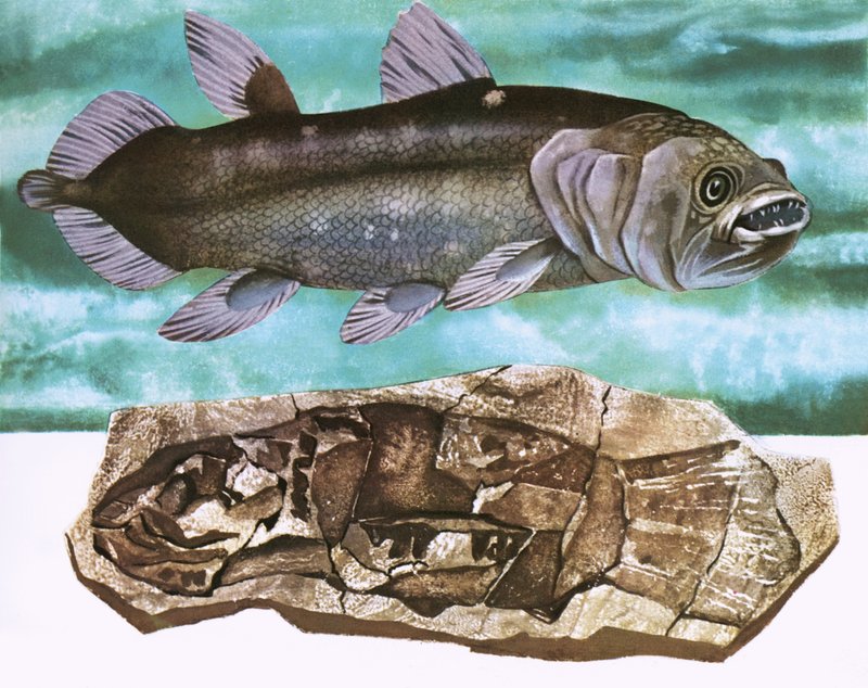 Coelacanth及其化石 作者 英语学校